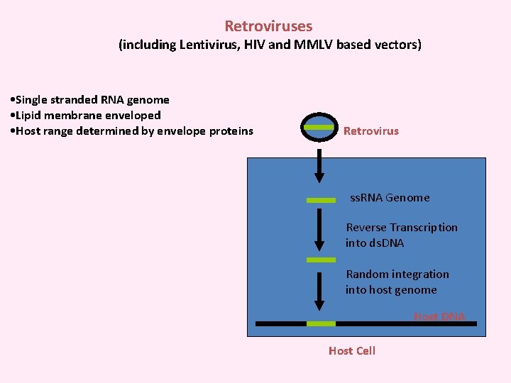Retroviruses (including Lentivirus, HIV and MMLV based vectors) • Single stranded RNA genome •