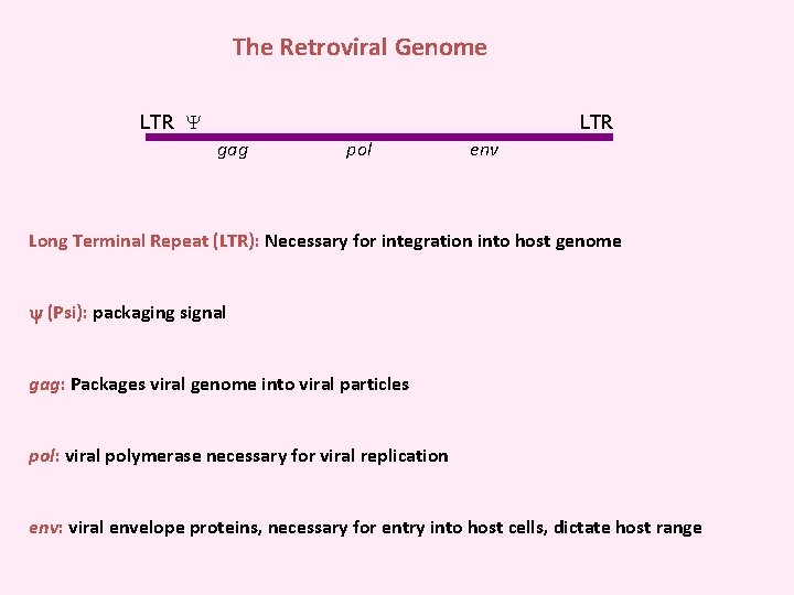 The Retroviral Genome LTR gag pol env Long Terminal Repeat (LTR): Necessary for integration