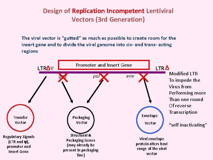 Design of Replication Incompetent Lentiviral Vectors (3 rd Generation) The viral vector is “gutted”