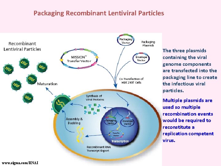 Packaging Recombinant Lentiviral Particles The three plasmids containing the viral genome components are transfected