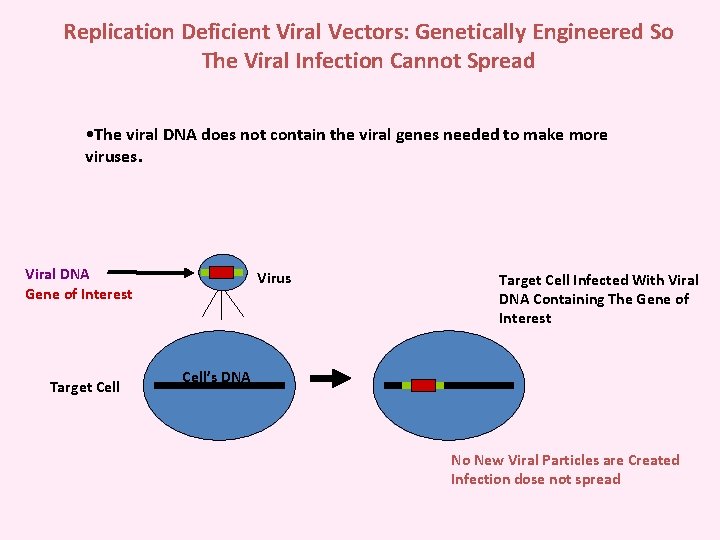 Replication Deficient Viral Vectors: Genetically Engineered So The Viral Infection Cannot Spread • The