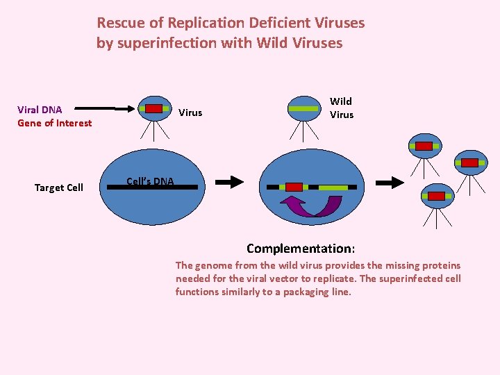 Rescue of Replication Deficient Viruses by superinfection with Wild Viruses Viral DNA Gene of