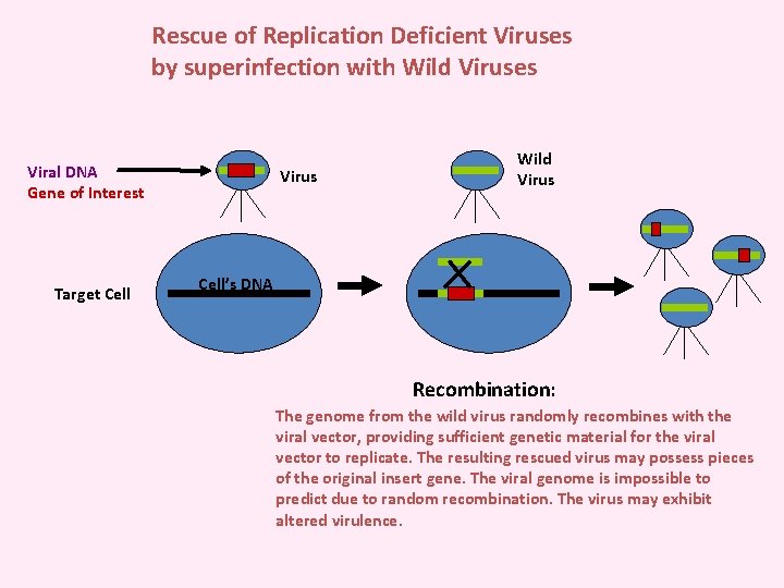 Rescue of Replication Deficient Viruses by superinfection with Wild Viruses Viral DNA Gene of