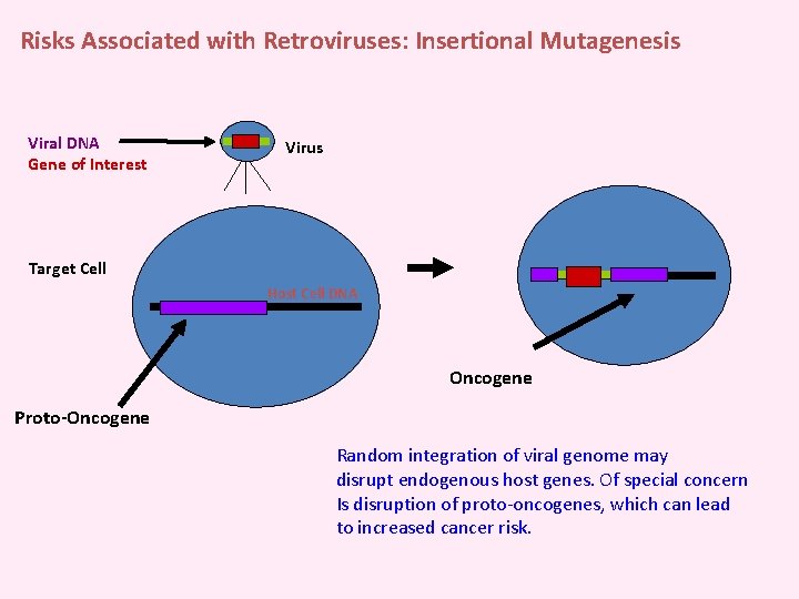 Risks Associated with Retroviruses: Insertional Mutagenesis Viral DNA Gene of Interest Virus Target Cell