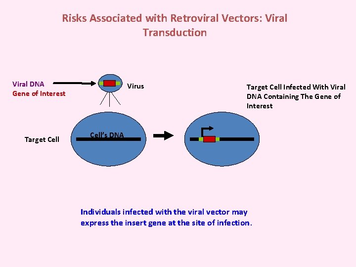 Risks Associated with Retroviral Vectors: Viral Transduction Viral DNA Gene of Interest Target Cell