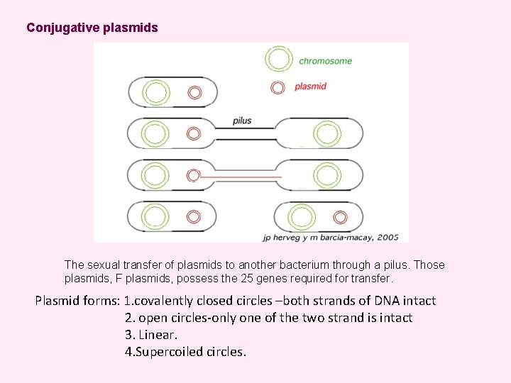 Conjugative plasmids The sexual transfer of plasmids to another bacterium through a pilus. Those