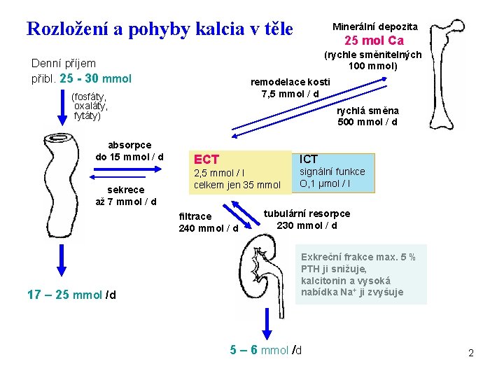 Rozložení a pohyby kalcia v těle remodelace kosti 7, 5 mmol / d (fosfáty,