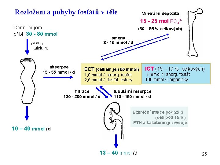 Rozložení a pohyby fosfátů v těle Minerální depozita 15 - 25 mol PO 43