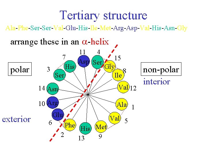 Tertiary structure Ala-Phe-Ser-Val-Glu-His-Ile-Met-Arg-Asp-Val-His-Asn-Gly arrange these in an -helix polar exterior 7 His 3 Ser