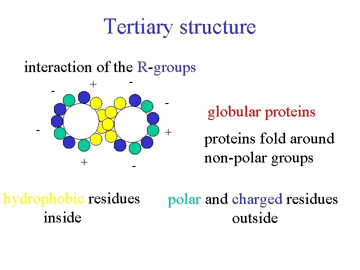 Tertiary structure interaction of the R-groups + - - + + - hydrophobic residues