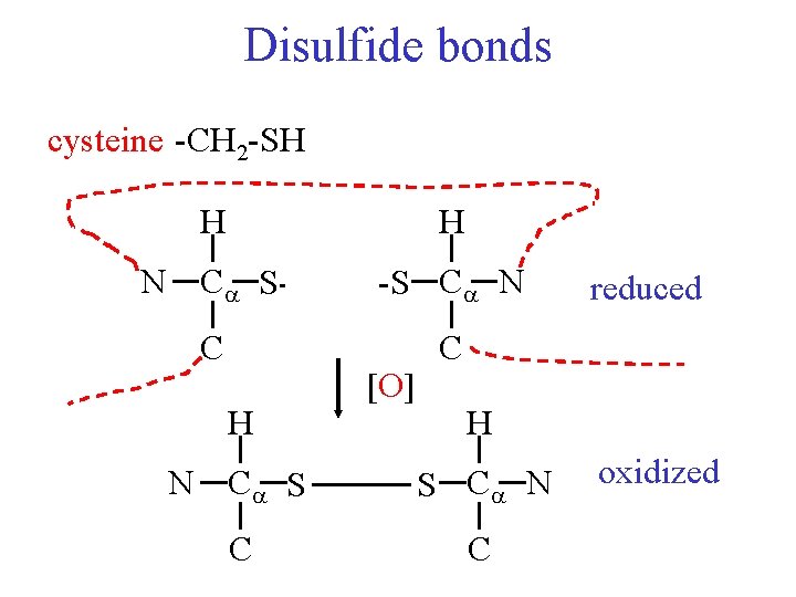 Disulfide bonds cysteine -CH 2 -SH H H N C S-H C H H-S