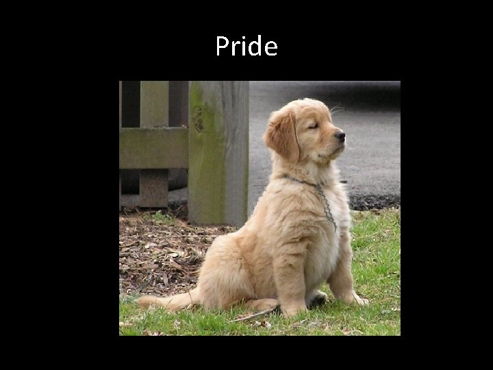 Pride 