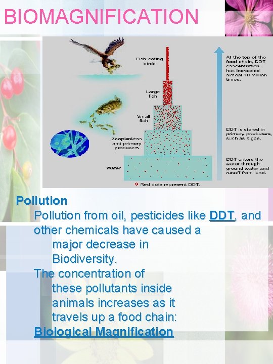 BIOMAGNIFICATION Pollution from oil, pesticides like DDT, and other chemicals have caused a major