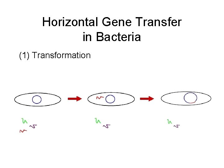 Horizontal Gene Transfer in Bacteria (1) Transformation 