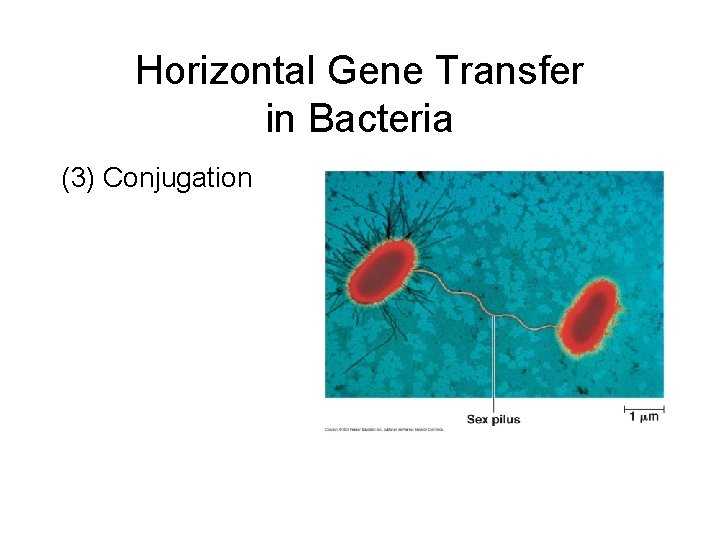 Horizontal Gene Transfer in Bacteria (3) Conjugation 