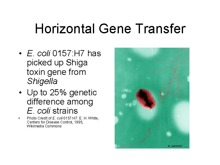 Horizontal Gene Transfer • E. coli 0157: H 7 has picked up Shiga toxin