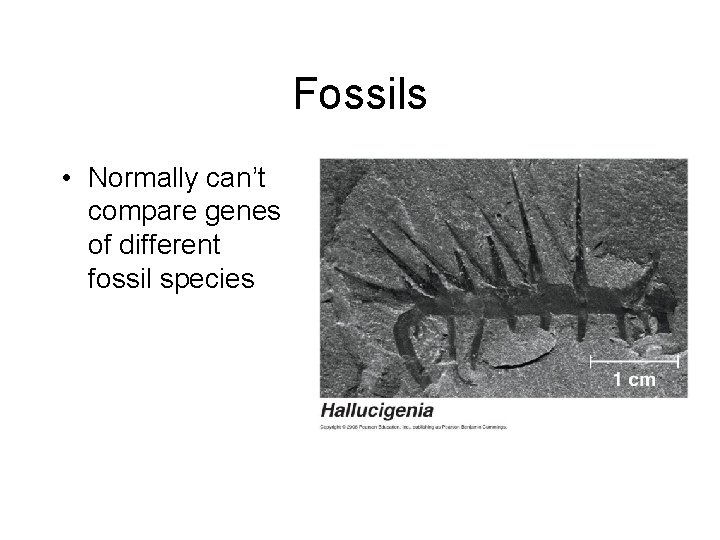 Fossils • Normally can’t compare genes of different fossil species 