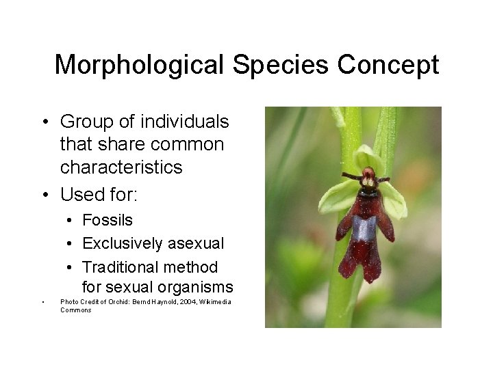 Morphological Species Concept • Group of individuals that share common characteristics • Used for: