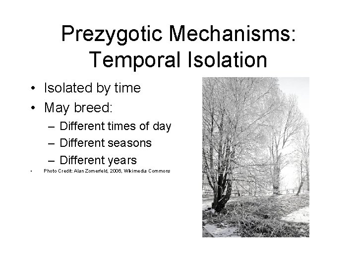 Prezygotic Mechanisms: Temporal Isolation • Isolated by time • May breed: – Different times