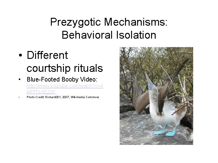 Prezygotic Mechanisms: Behavioral Isolation • Different courtship rituals • Blue-Footed Booby Video: http: //www.