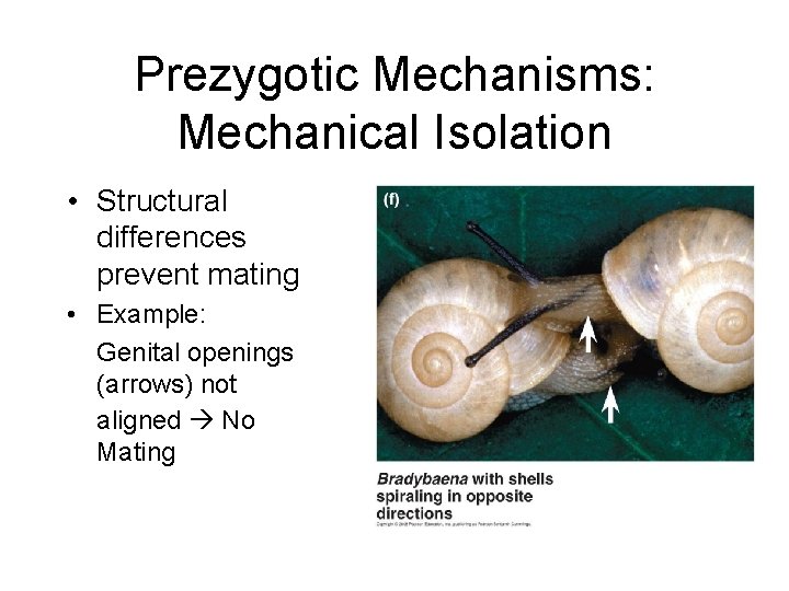 Prezygotic Mechanisms: Mechanical Isolation • Structural differences prevent mating • Example: Genital openings (arrows)