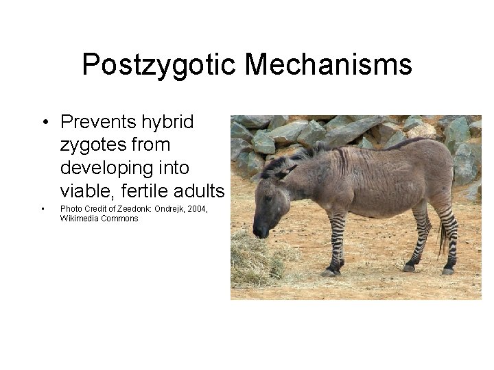 Postzygotic Mechanisms • Prevents hybrid zygotes from developing into viable, fertile adults • Photo