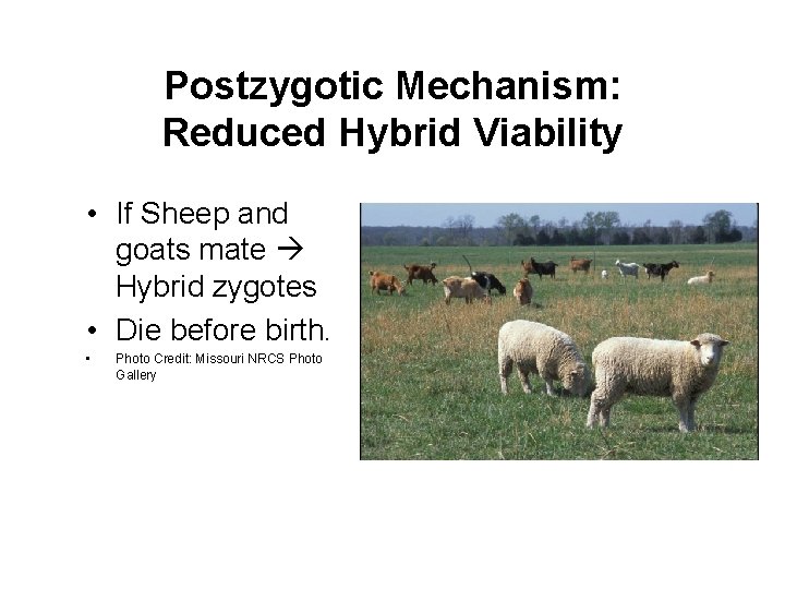 Postzygotic Mechanism: Reduced Hybrid Viability • If Sheep and goats mate Hybrid zygotes •