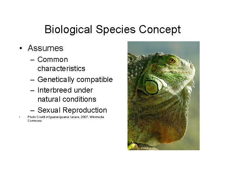 Biological Species Concept • Assumes – Common characteristics – Genetically compatible – Interbreed under