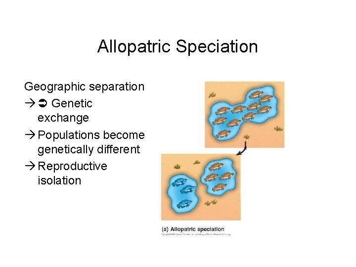 Allopatric Speciation Geographic separation Genetic exchange Populations become genetically different Reproductive isolation 