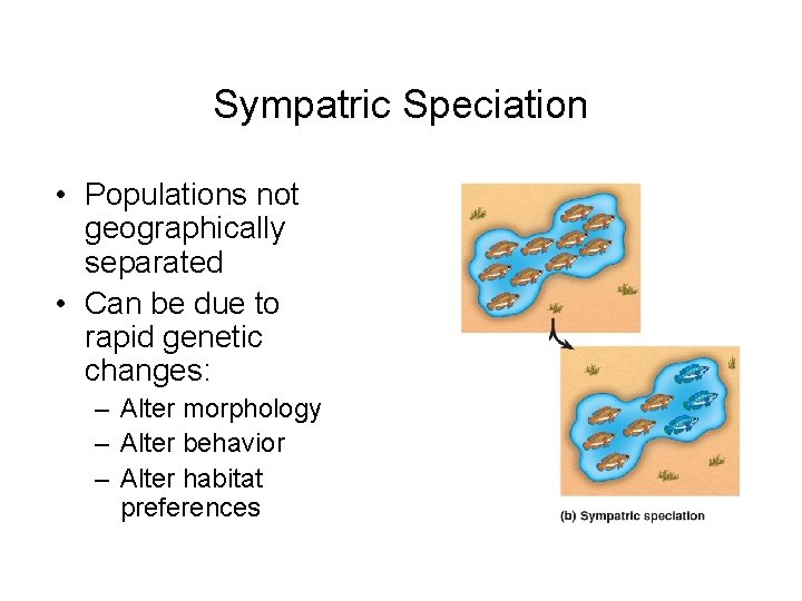 Sympatric Speciation • Populations not geographically separated • Can be due to rapid genetic