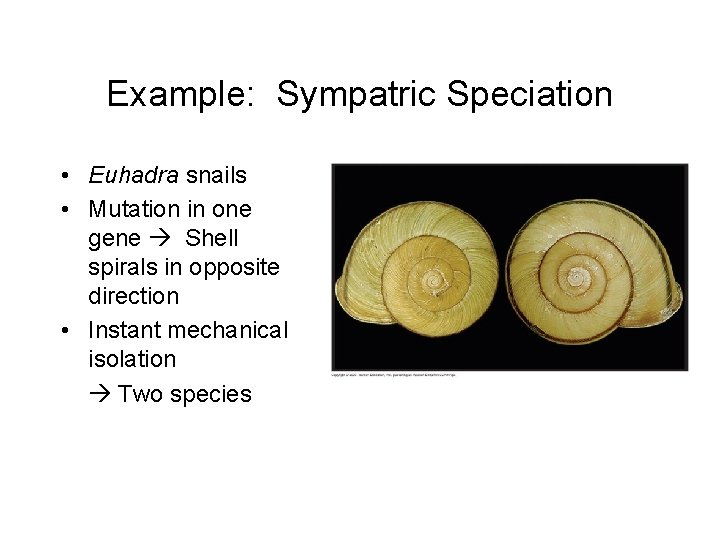 Example: Sympatric Speciation • Euhadra snails • Mutation in one gene Shell spirals in