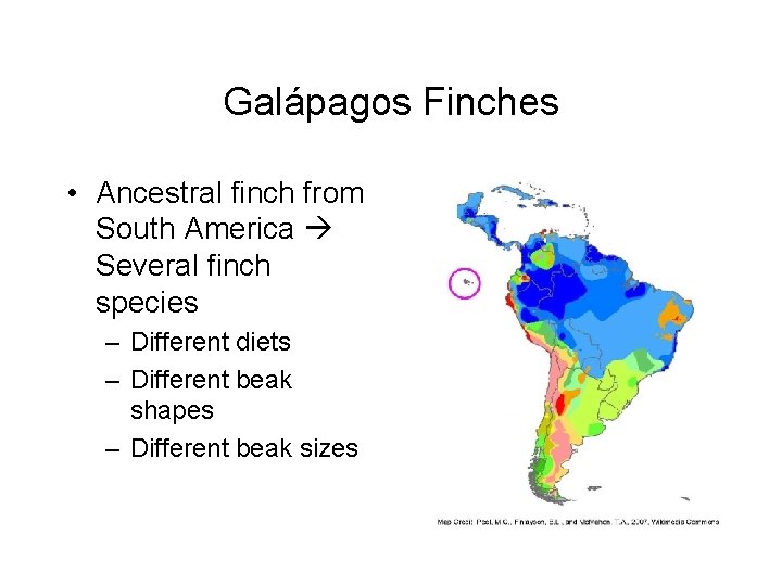 Galápagos Finches • Ancestral finch from South America Several finch species – Different diets