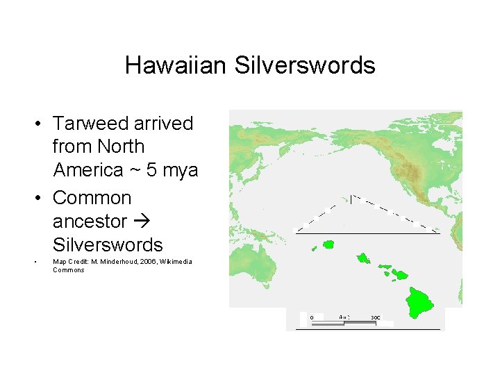 Hawaiian Silverswords • Tarweed arrived from North America ~ 5 mya • Common ancestor