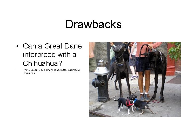 Drawbacks • Can a Great Dane interbreed with a Chihuahua? • Photo Credit: David