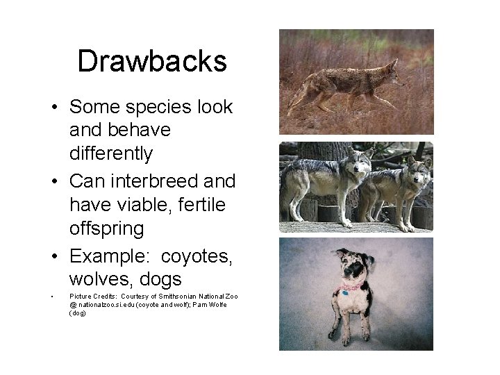 Drawbacks • Some species look and behave differently • Can interbreed and have viable,