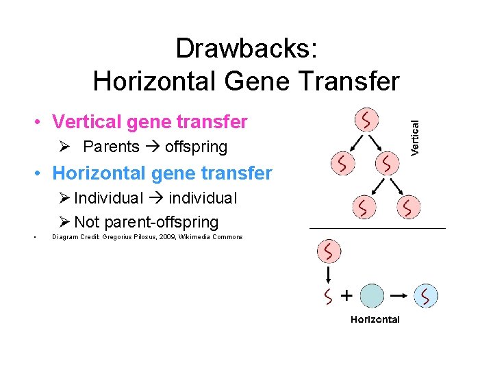 Drawbacks: Horizontal Gene Transfer • Vertical gene transfer Ø Parents offspring • Horizontal gene