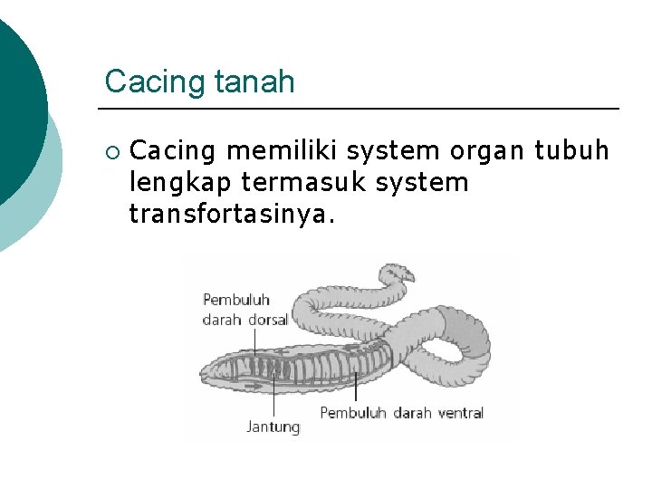 Cacing tanah ¡ Cacing memiliki system organ tubuh lengkap termasuk system transfortasinya. 