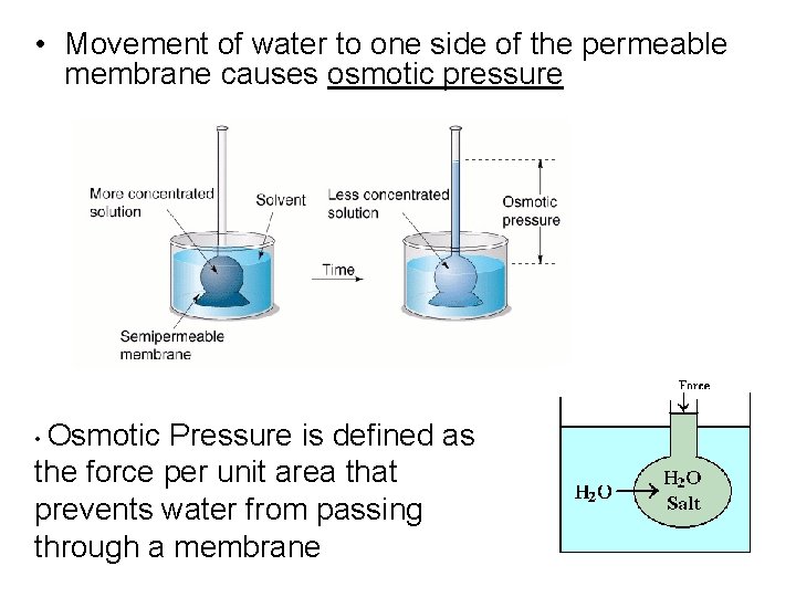  • Movement of water to one side of the permeable membrane causes osmotic