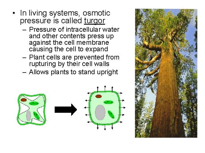  • In living systems, osmotic pressure is called turgor – Pressure of intracellular