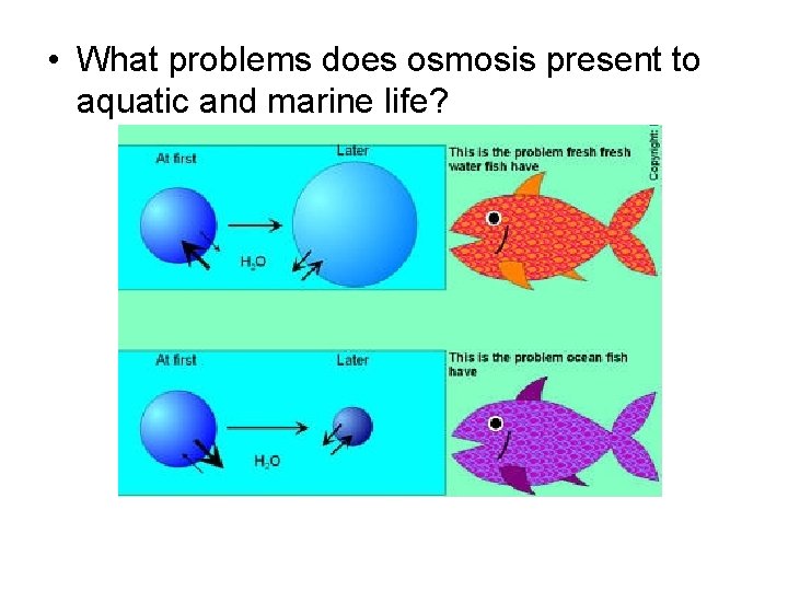  • What problems does osmosis present to aquatic and marine life? 