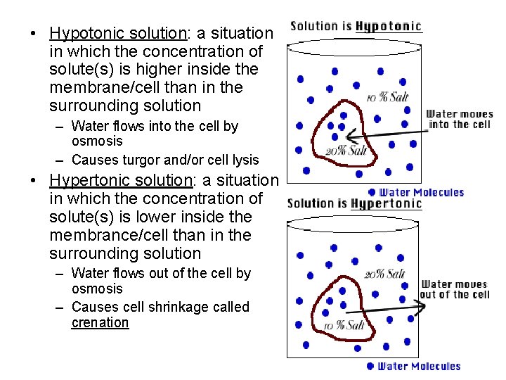  • Hypotonic solution: a situation in which the concentration of solute(s) is higher