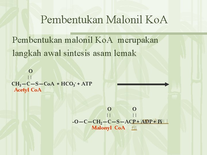 Pembentukan Malonil Ko. A Pembentukan malonil Ko. A merupakan langkah awal sintesis asam lemak