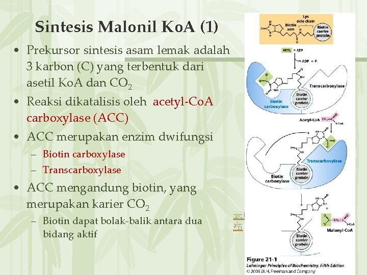 Sintesis Malonil Ko. A (1) • Prekursor sintesis asam lemak adalah 3 karbon (C)