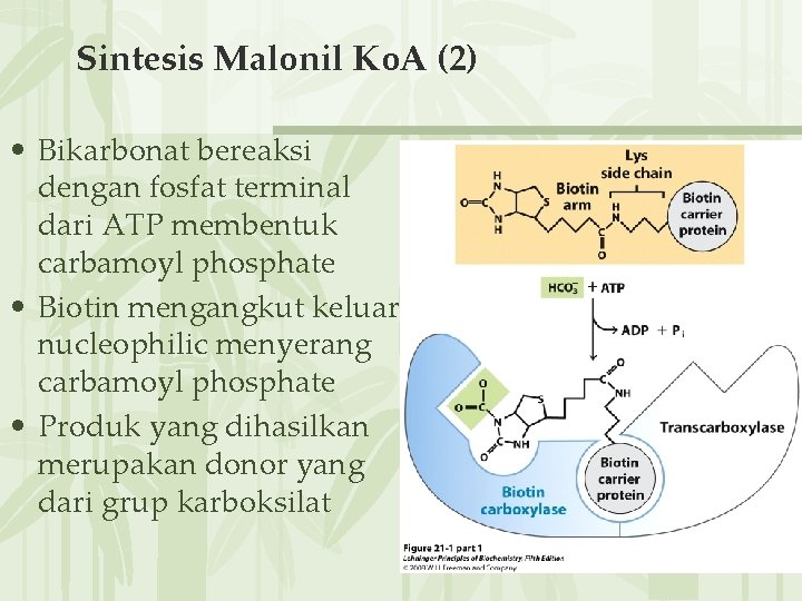 Sintesis Malonil Ko. A (2) • Bikarbonat bereaksi dengan fosfat terminal dari ATP membentuk