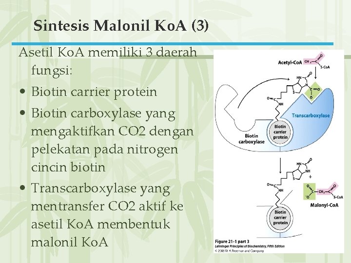 Sintesis Malonil Ko. A (3) Asetil Ko. A memiliki 3 daerah fungsi: • Biotin