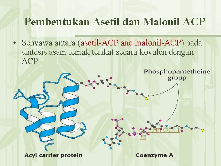 Pembentukan Asetil dan Malonil ACP • Senyawa antara (asetil-ACP and malonil-ACP) pada sintesis asam