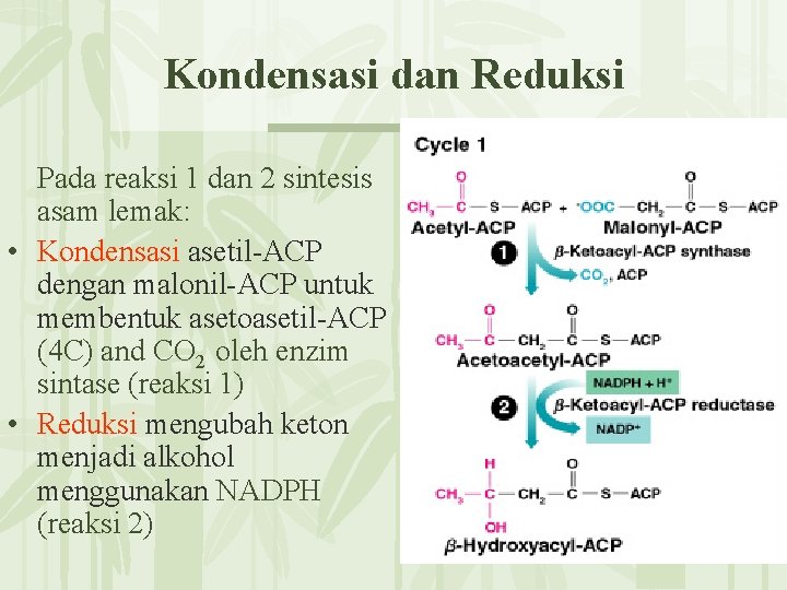 Kondensasi dan Reduksi Pada reaksi 1 dan 2 sintesis asam lemak: • Kondensasi asetil-ACP