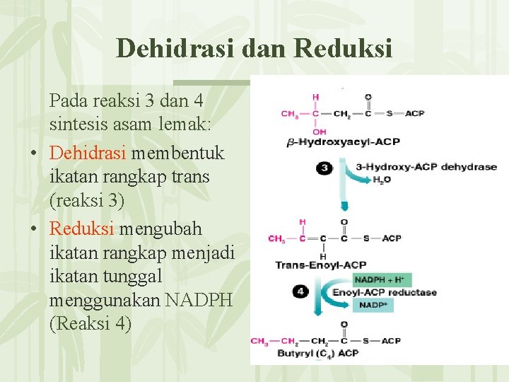 Dehidrasi dan Reduksi Pada reaksi 3 dan 4 sintesis asam lemak: • Dehidrasi membentuk
