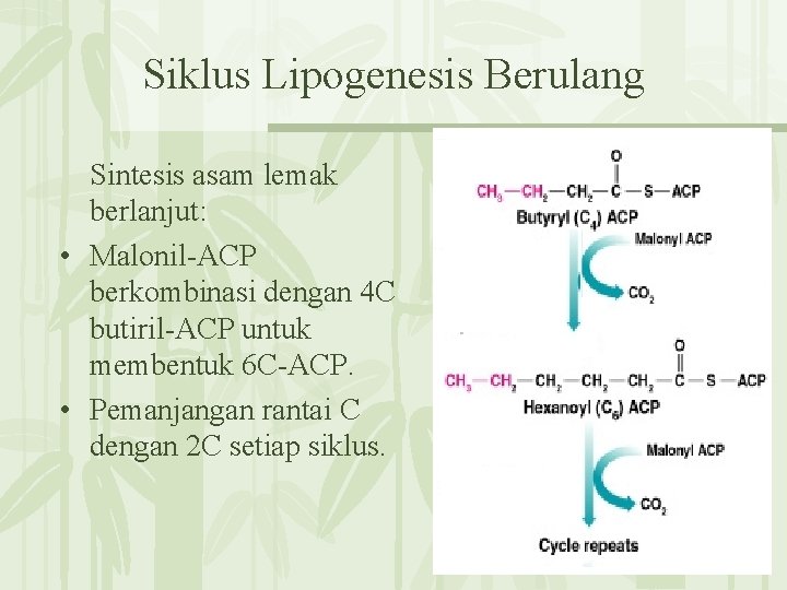 Siklus Lipogenesis Berulang Sintesis asam lemak berlanjut: • Malonil-ACP berkombinasi dengan 4 C butiril-ACP