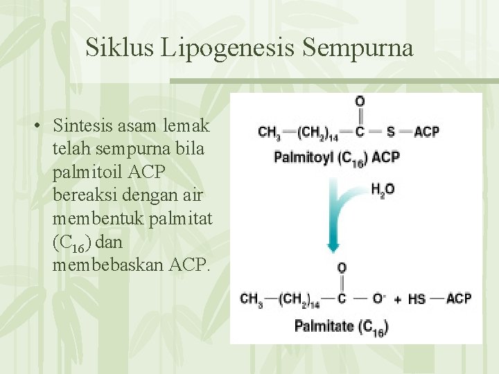 Siklus Lipogenesis Sempurna • Sintesis asam lemak telah sempurna bila palmitoil ACP bereaksi dengan
